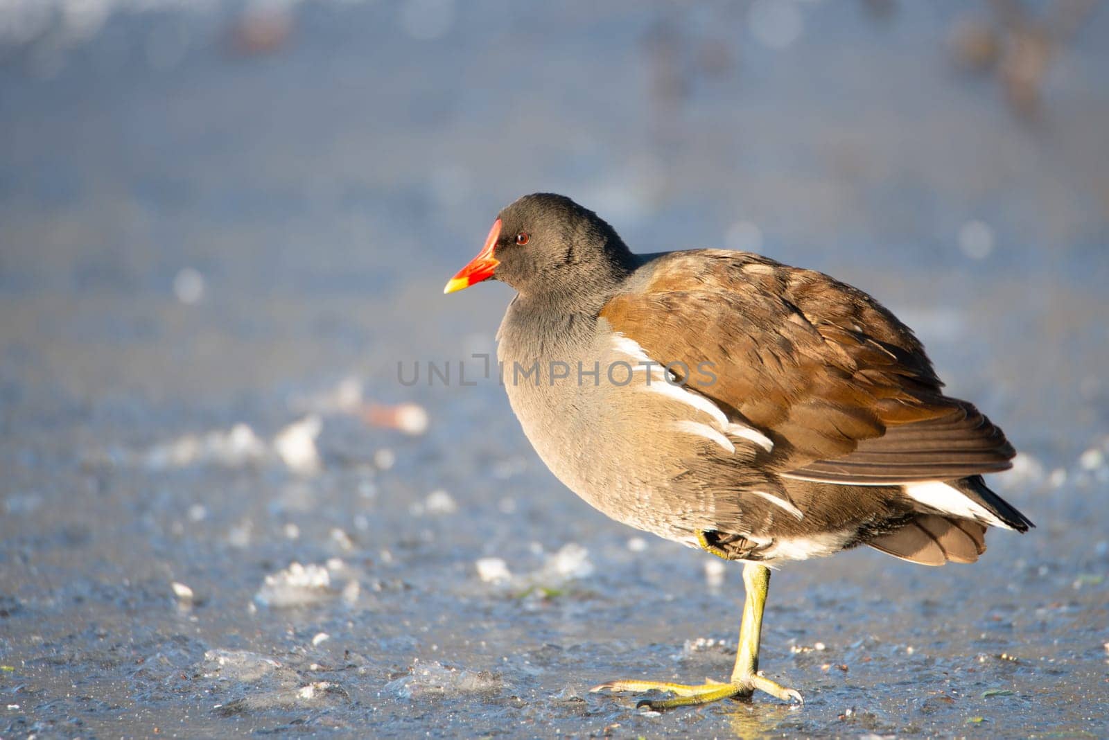 Common gallinule, Gallinula galeata moorhen waddle over frozen and snow covered pond in winter, birds