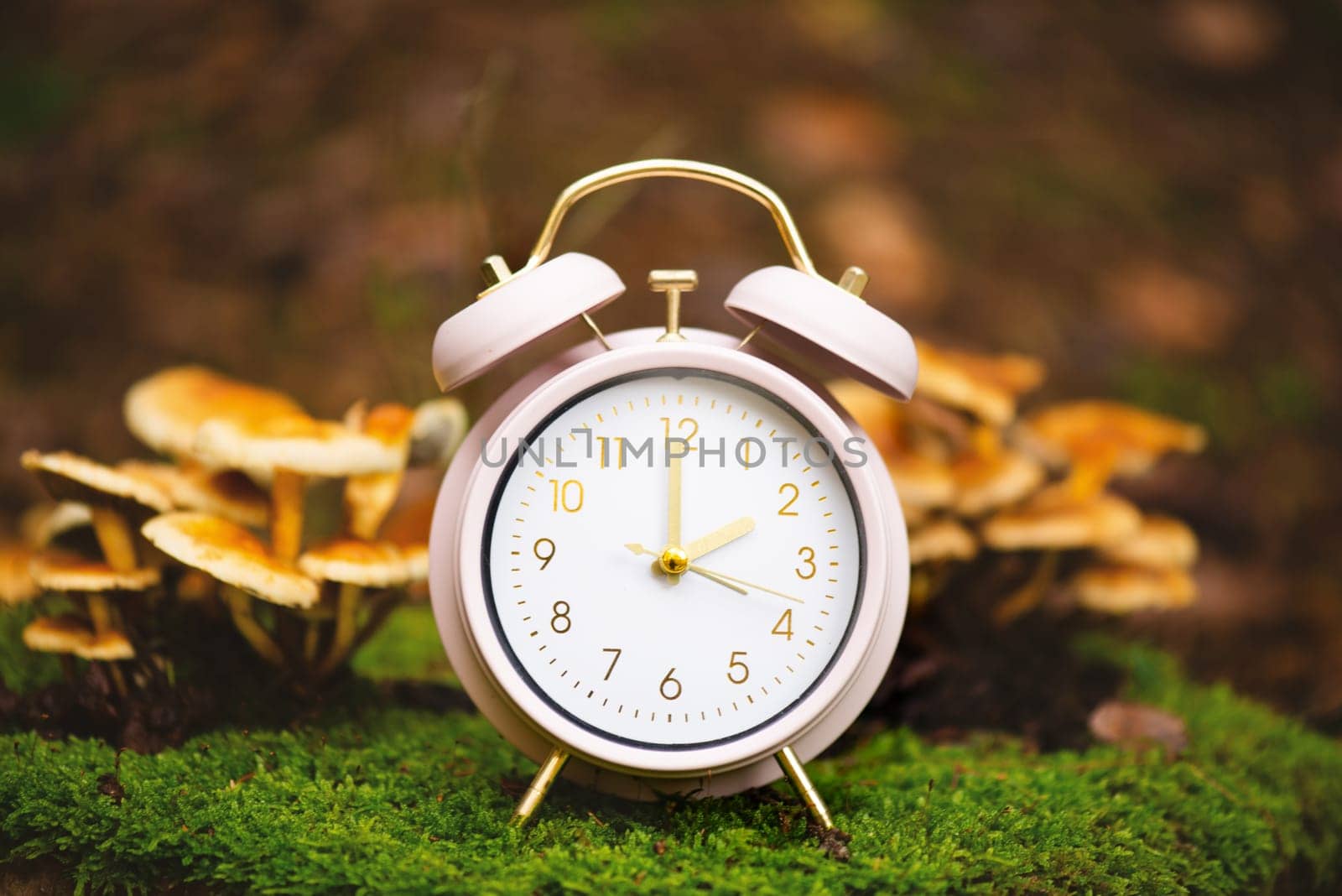 End of daylight saving time in fall, winter time changeover, alarm clock with autumn foliage and mushrooms