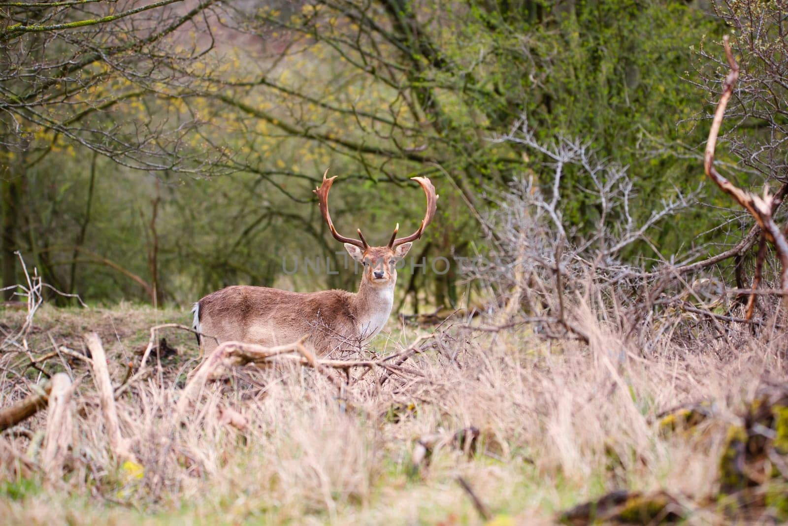 Red deer stag with antlers in spring forest, wildlife in the woodland, mammal animal