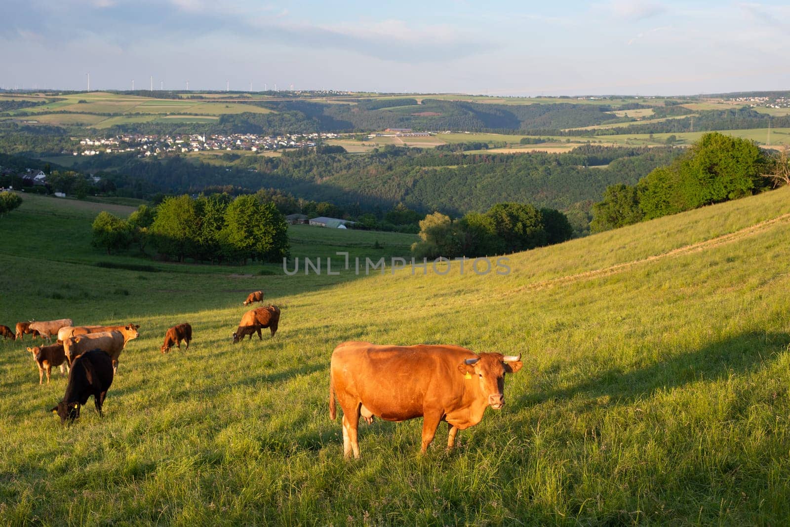 Cows grazing on pasture in Germany, species appropriate animal husbandry, farmland meadow