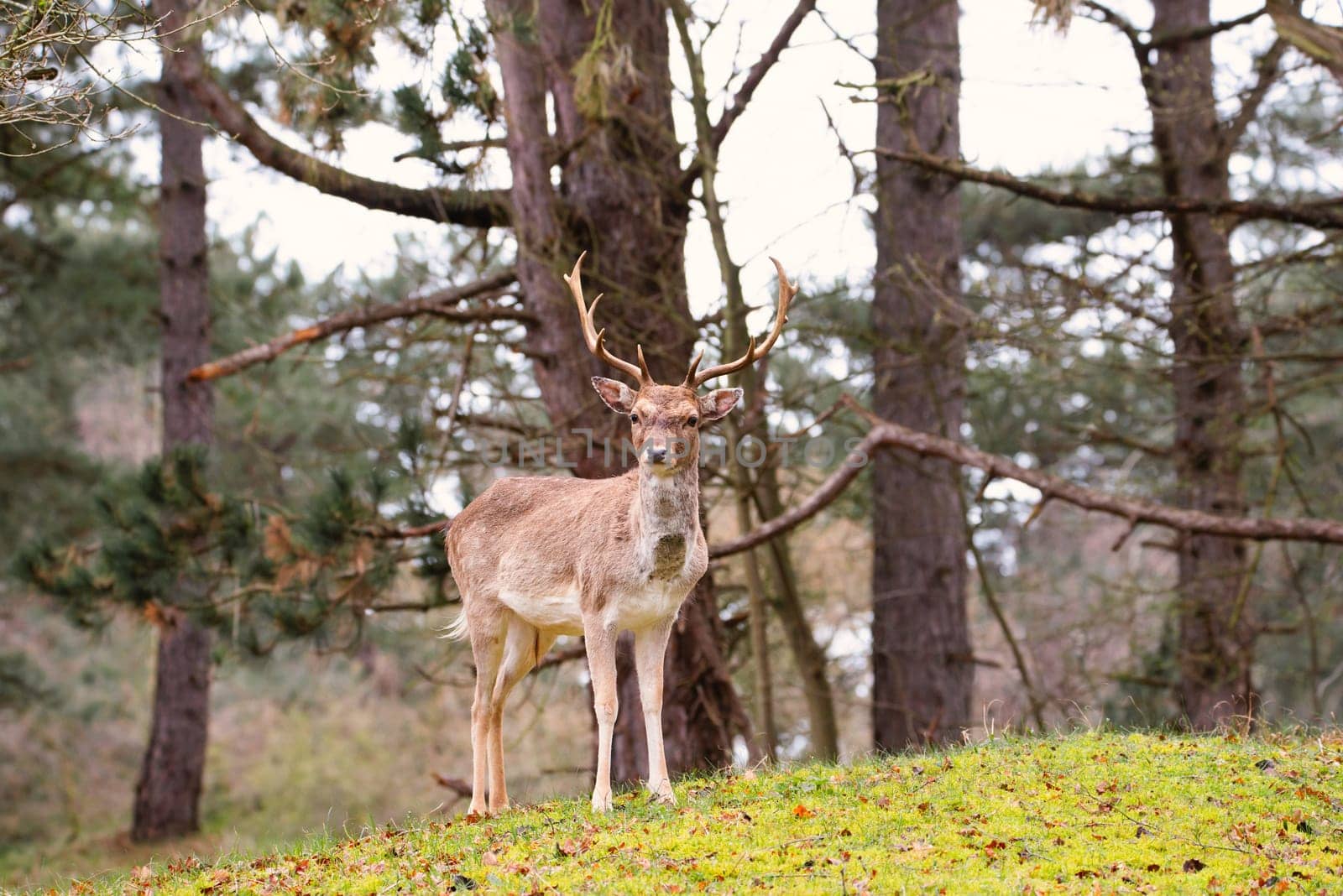 Red deer stag with antlers in spring forest, wildlife in the woodland, mammal animal