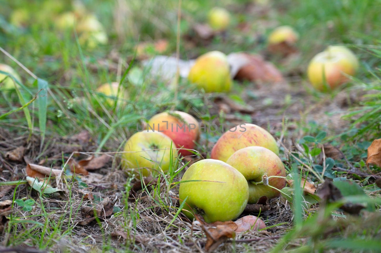 Ripe fallen apples on the ground, healthy fruits on platation, harvest in summer or autumn, agriculture farm, garden