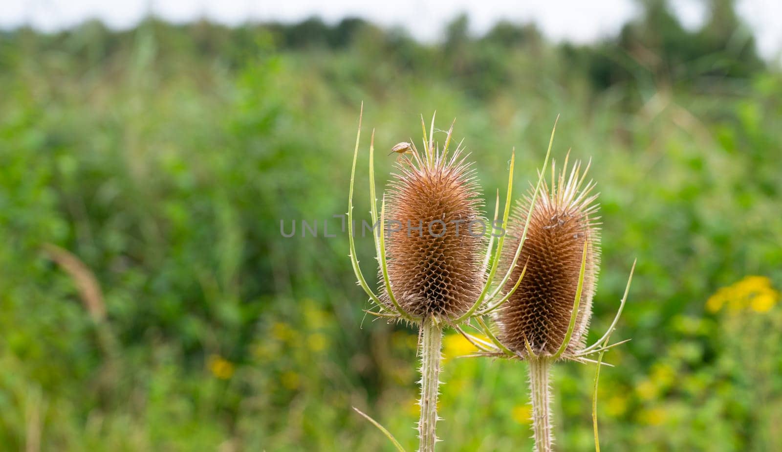 Wild dry thistles flower in summer, milk thistle meadow blooming, Silybum marianum