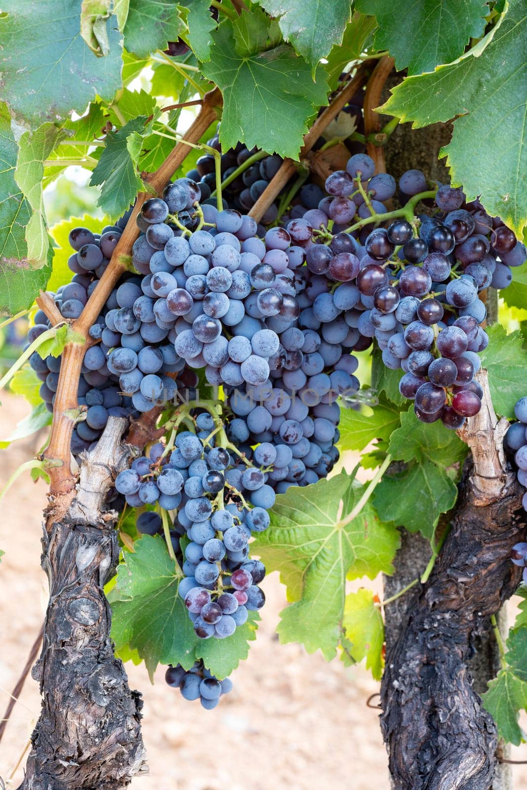Cannonau grapes. Ripe bunches of black grapes among the branches of the plant in a vineyard. Traditional farming. Sardinia.