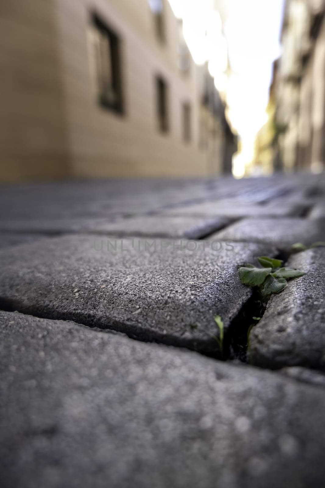 Detail of old paving stones with plants growing between them
