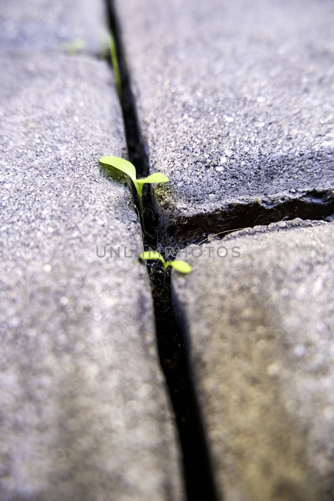 Detail of old paving stones with plants growing between them