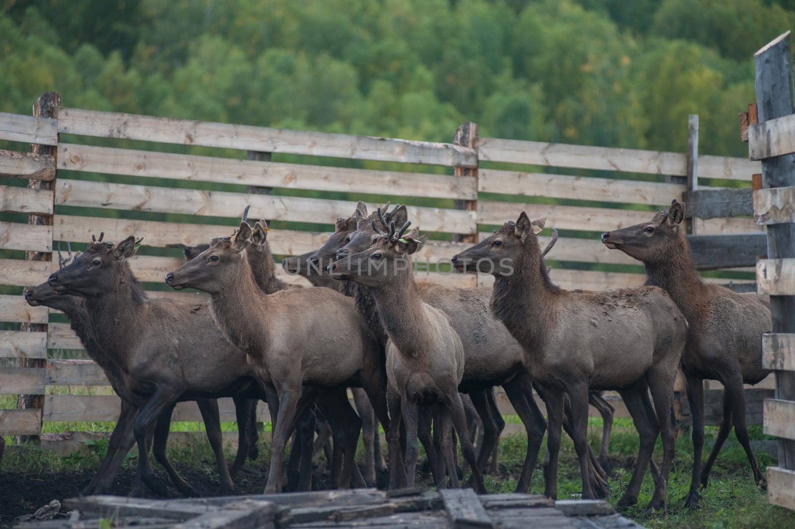 Domesticated deers marals on farm in Altay