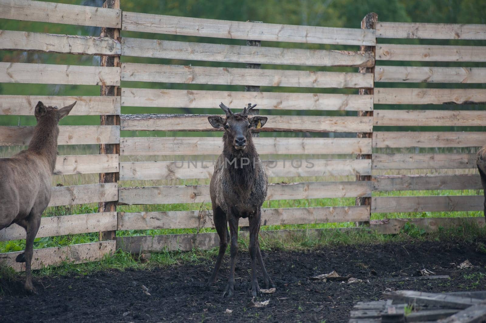 Domesticated deers marals on farm in Altay