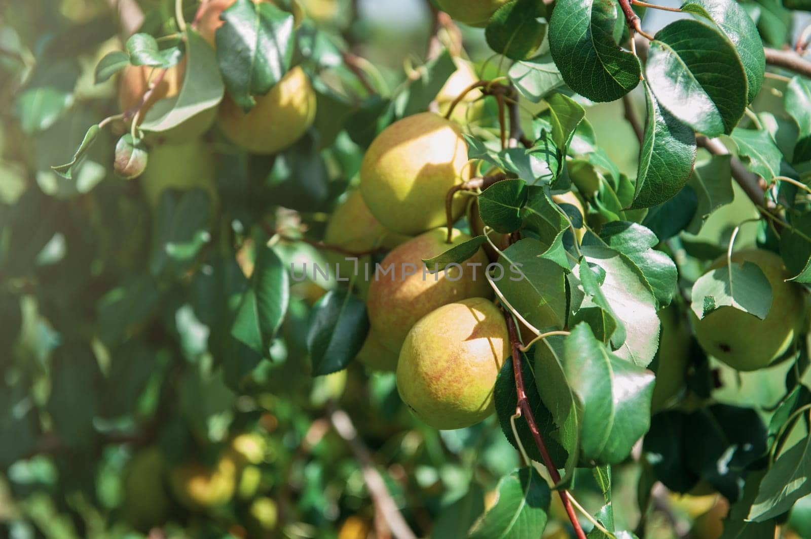 Pear tree with pears, organic natural fruits in a garden, harvest concept