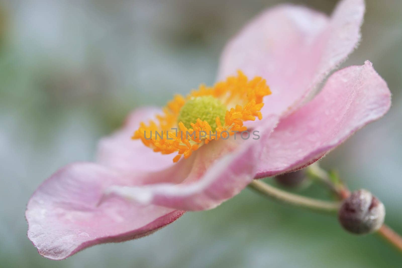 Close-up of the blossom of a Japanese autumn anemone. Pink anemone flower