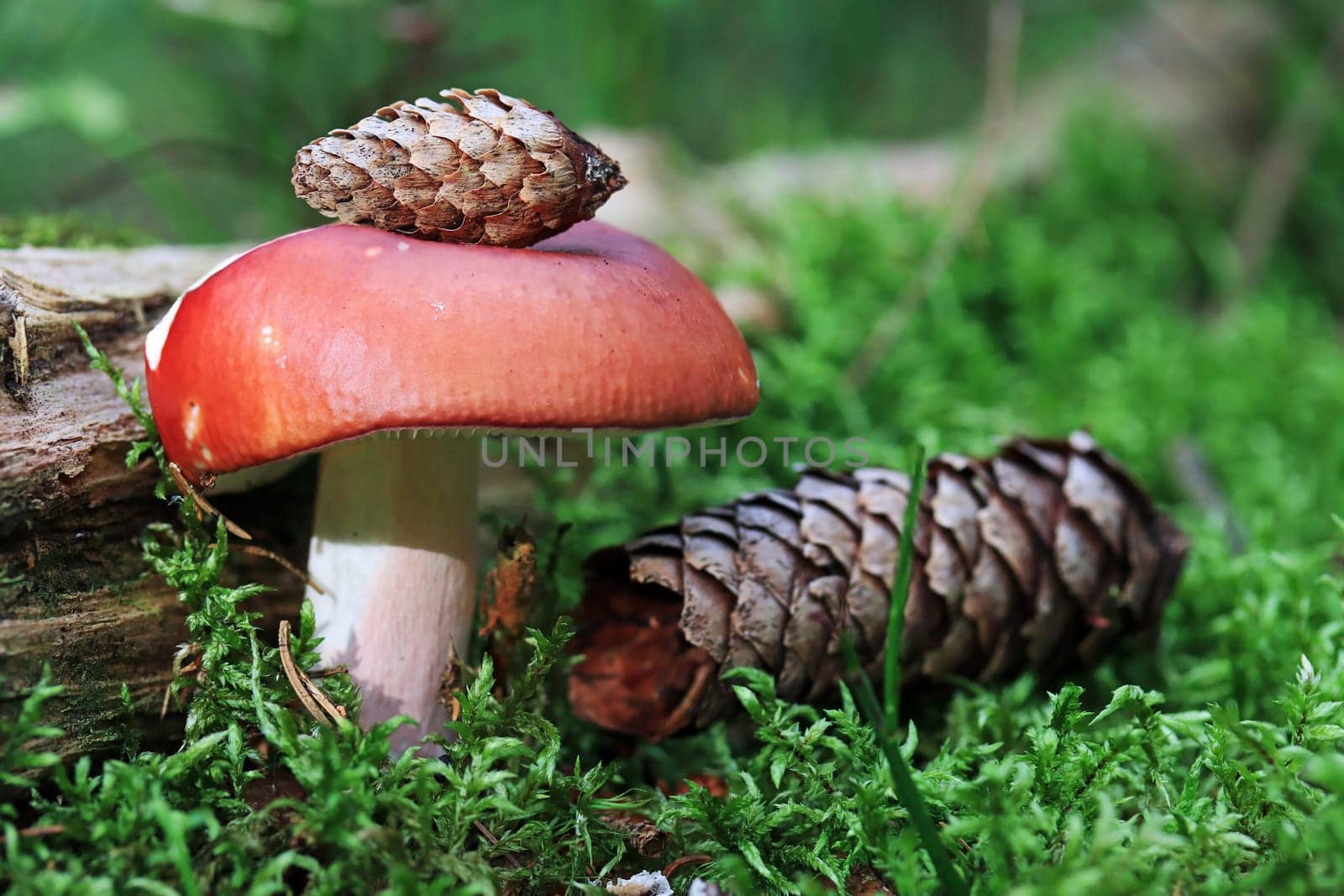 The flame-stemmed russula is a red and white mushroom. Red mushroom with spruce cones
