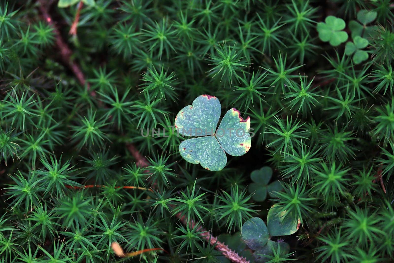 A clover in the forest surrounded by green moss
