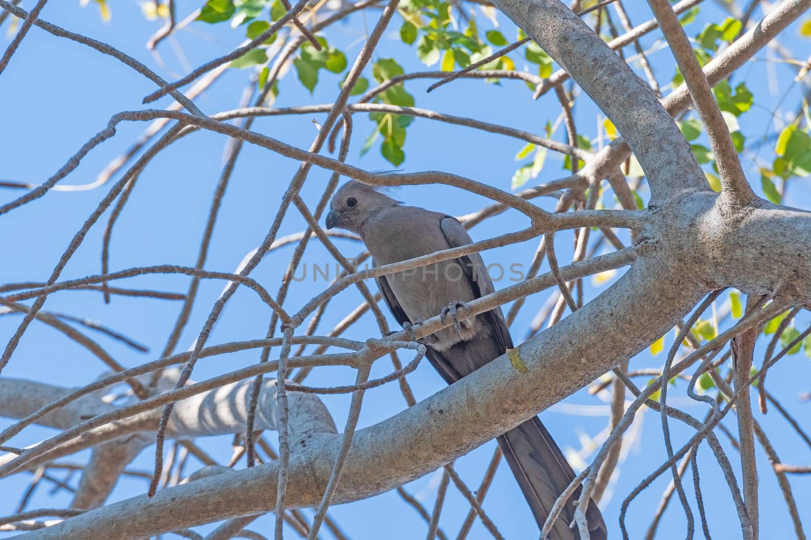 Grey Go Away Bird Hiding in the Branches near Nata, Botswana