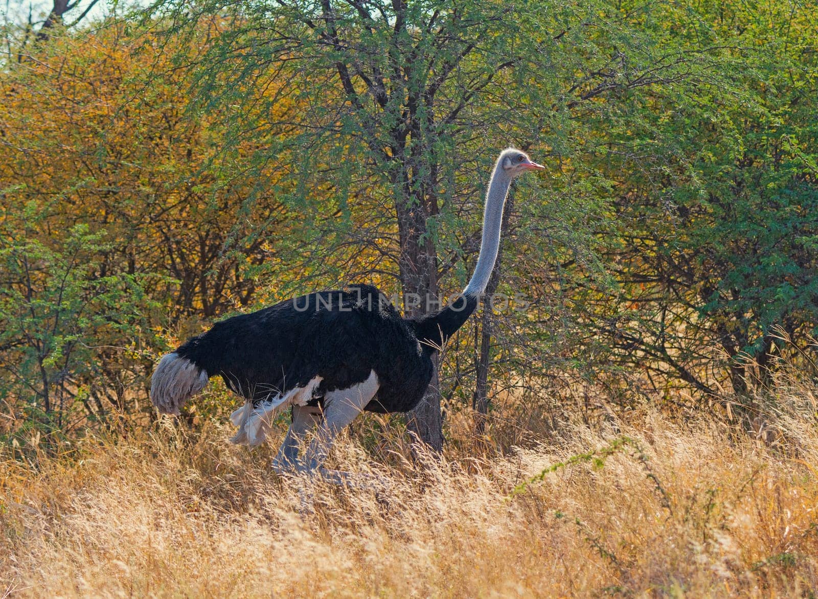 Ostrich in the Savannah Grasses in the Sibuyu Forest Reserve in Botswana