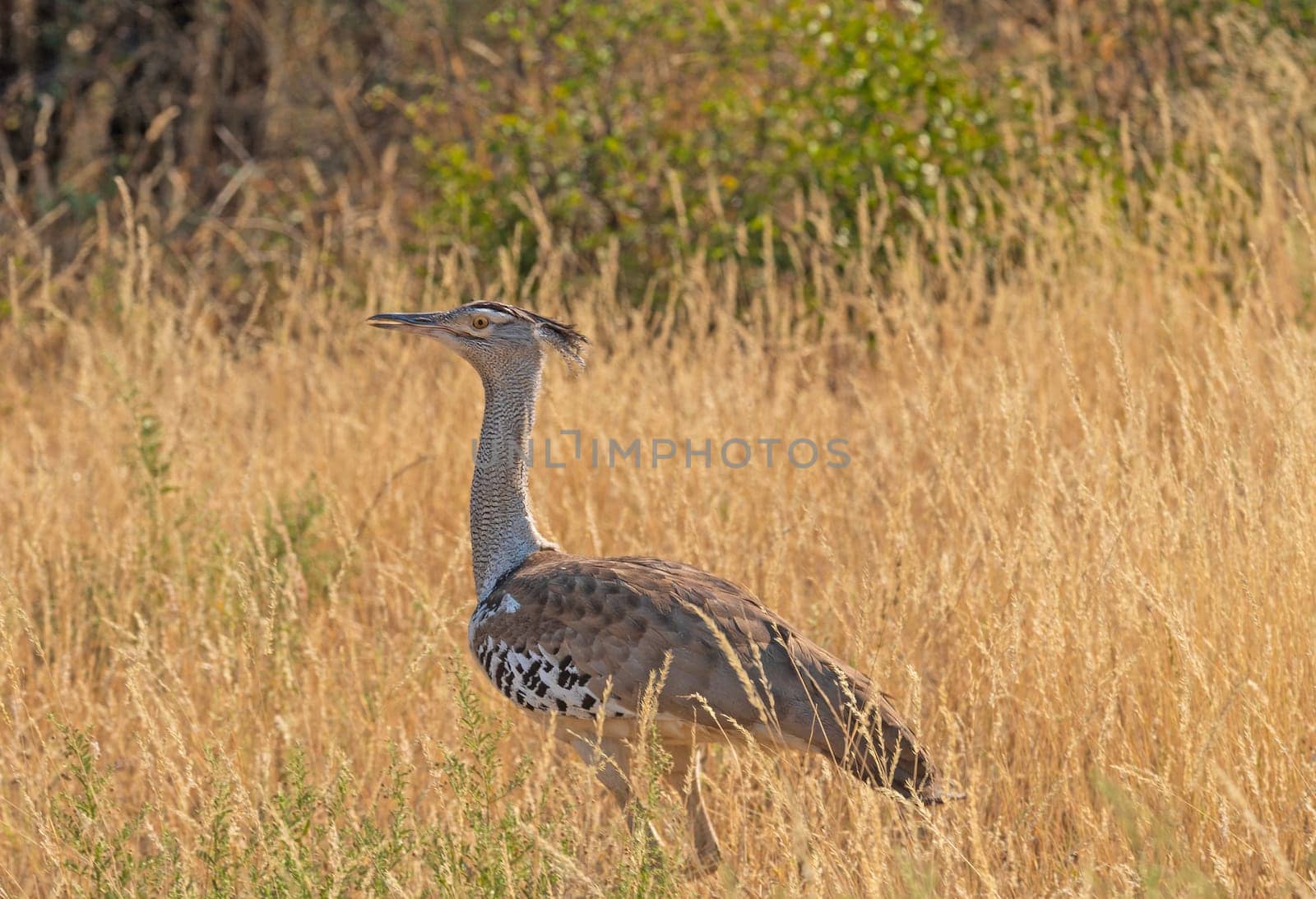 A Kori Bustard in the Grasses in the Sibuyu Forest Reserve in Botswana