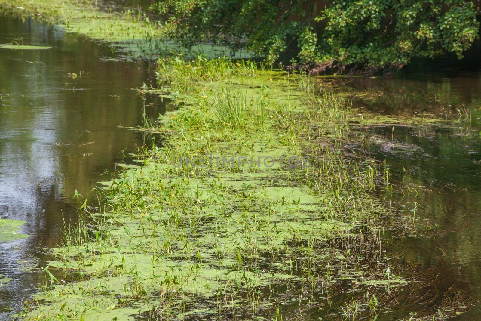 Greenish algae, algae carpet in a body of water, Germany
