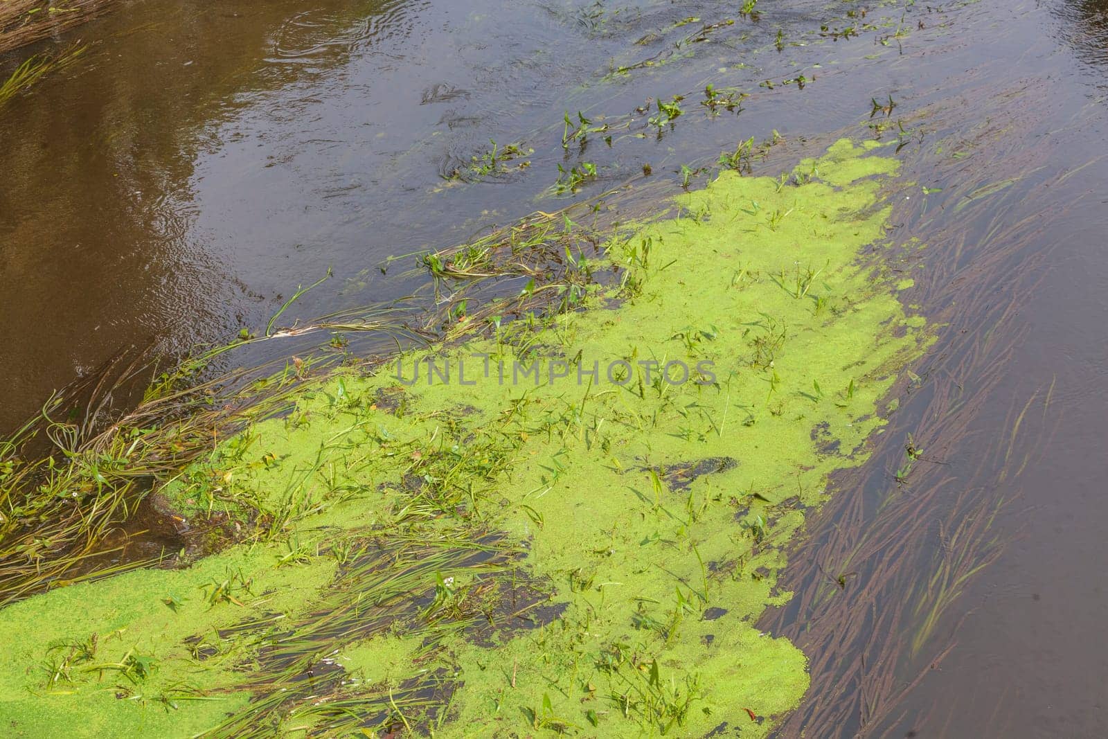 Greenish algae, algae carpet in a body of water, Germany