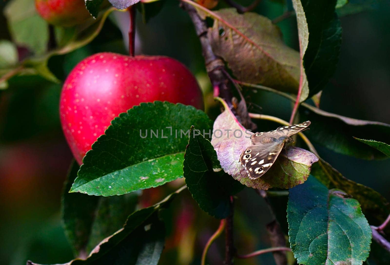 Butterfly on a leaf in the background a red apple