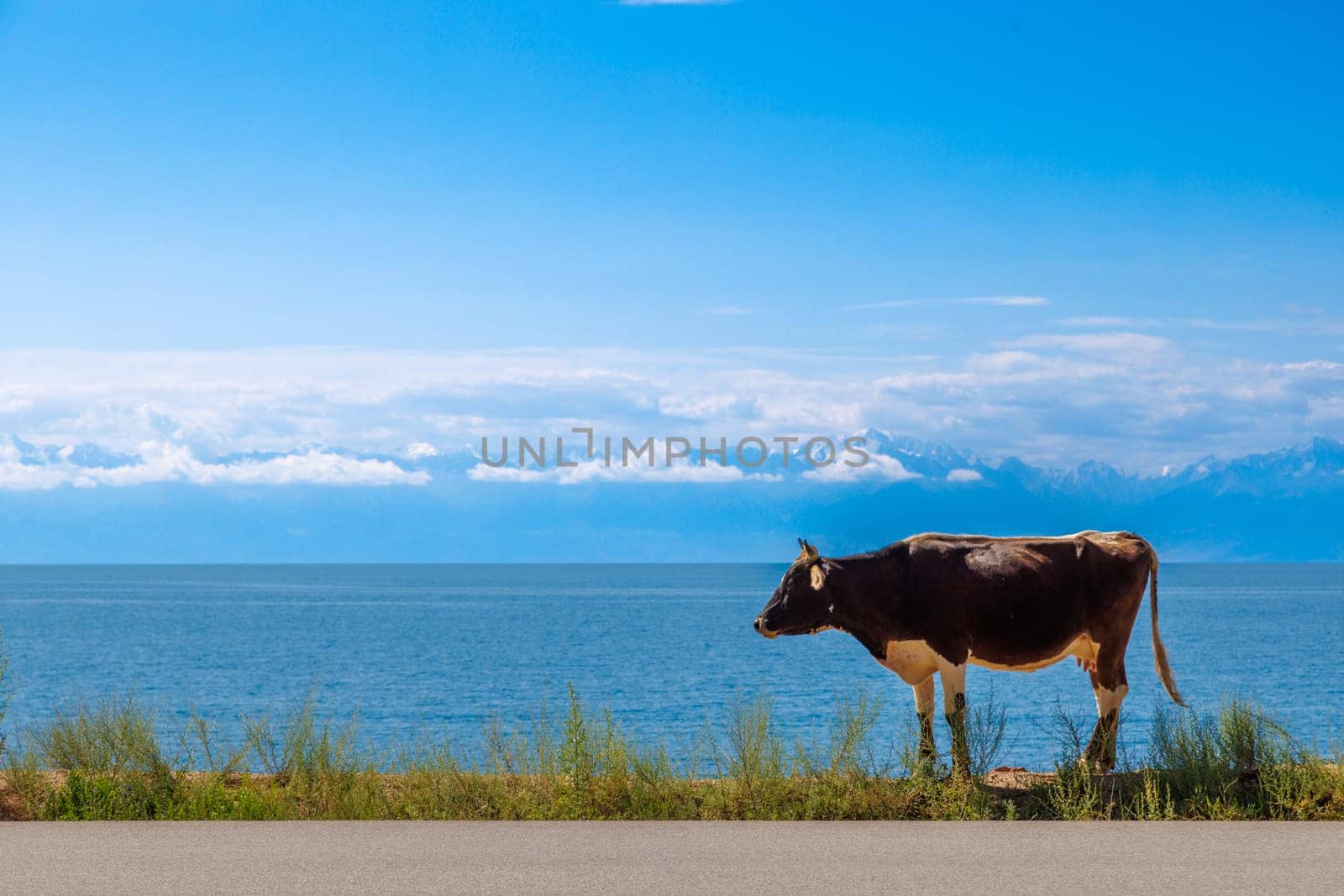 black cow with white belly walking along the road in front of lake with mountain range on the horizon at sunny summer day