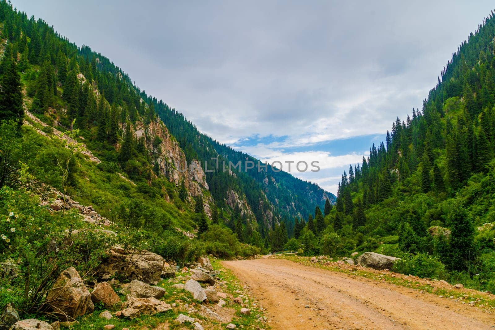 dirt road at cloudy summer day in mountains with spruce forest on slopes.