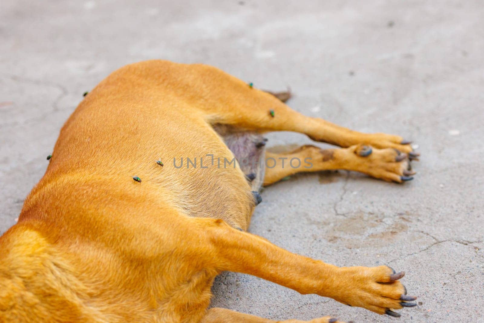 dead dog corpse on its side the ground with flies over