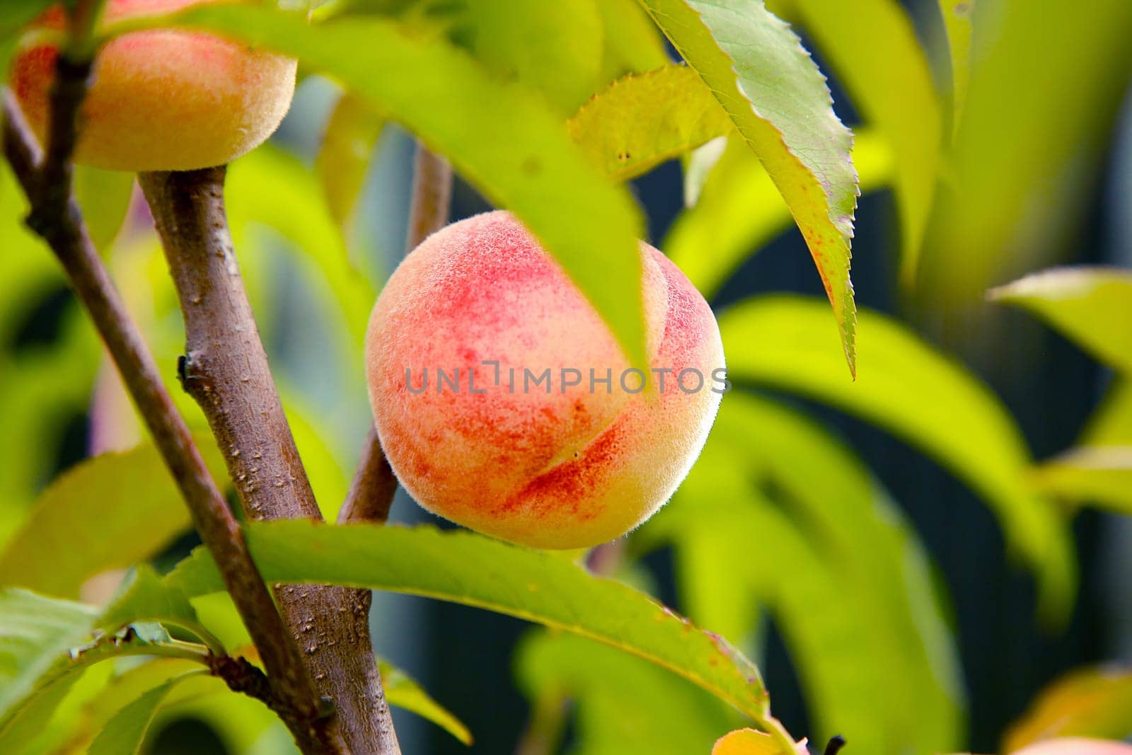 A beautifully vibrant peach fruit is hanging delicately on a lush green tree branch in the warm sunlight