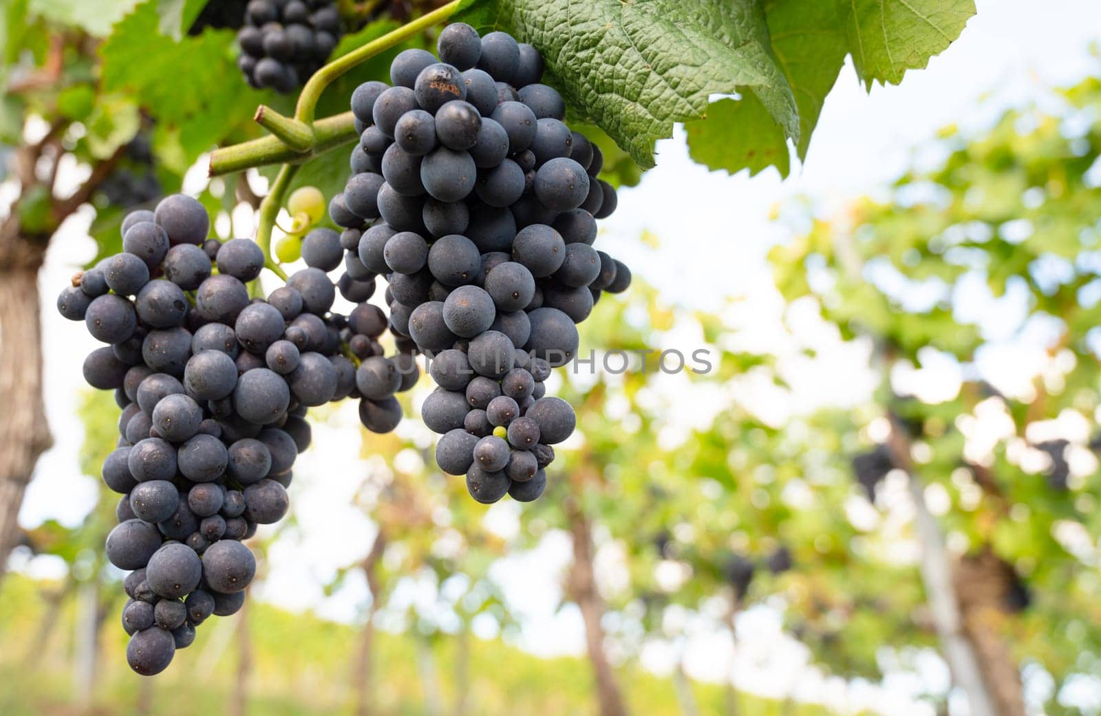 Blue grapes, Pinot Noir wine growing on vine, vineyard in Trier, Moselle Valley, Germany, landscape and agriculture, rhineland palatine
