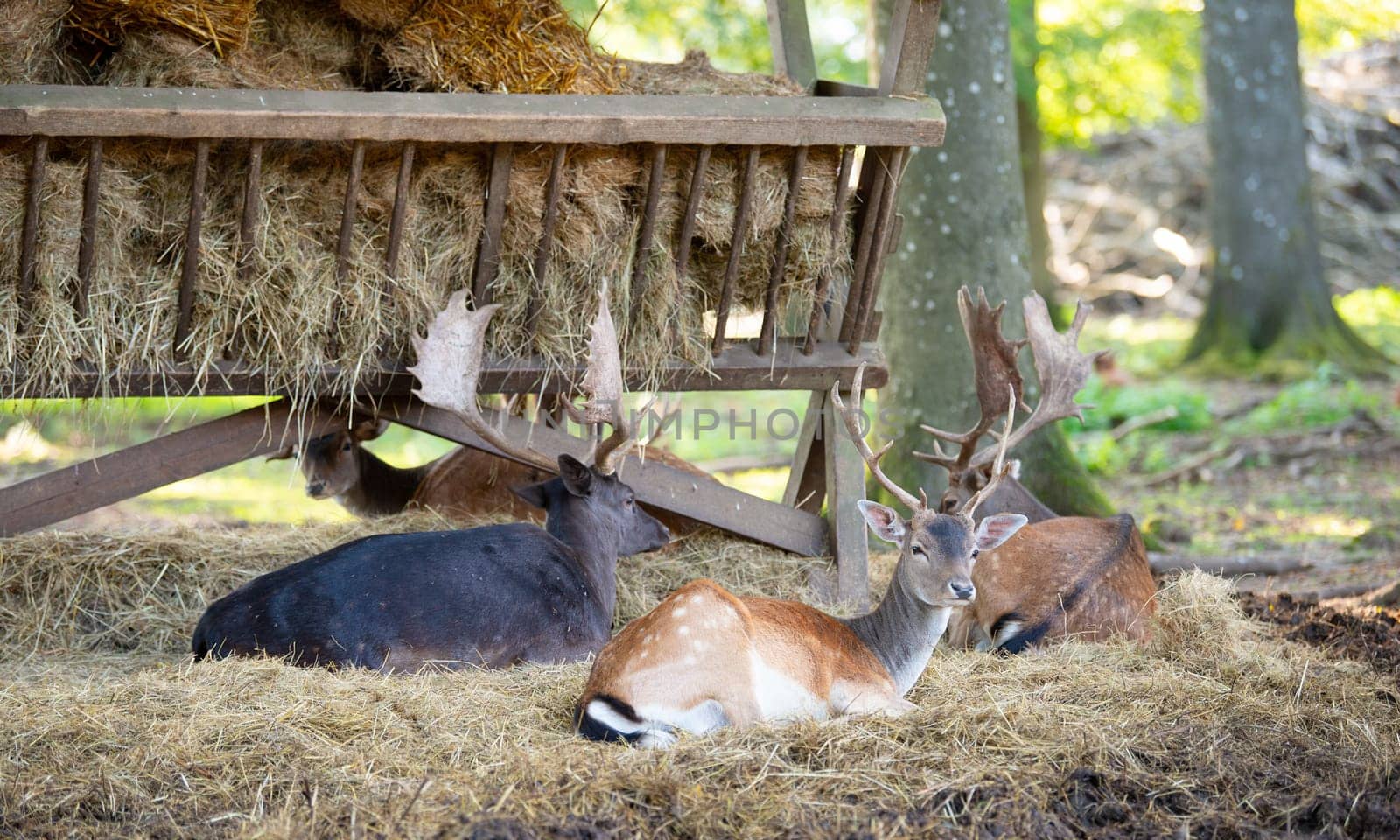 Red deer stag with antlers in autumn on a meadow, black forest in Germany, wildlife in the woodland, hay in the manger