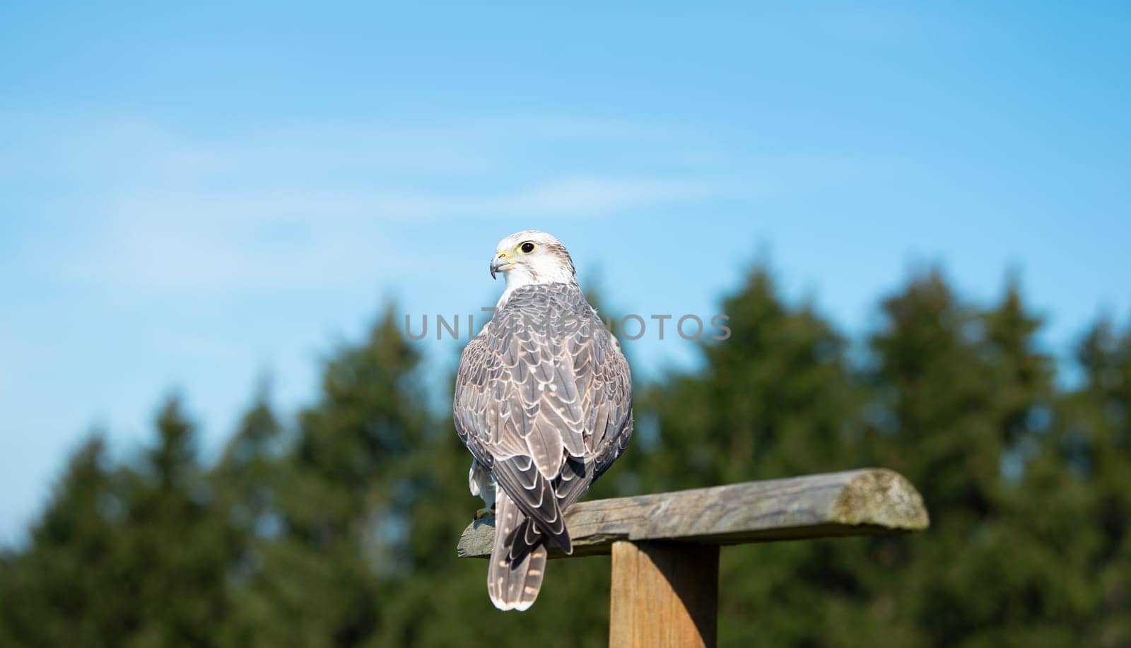 Gyrfalcon, wildlife, raptor bird of prey on a tree trunk, habitat, forest and meadow landscape, Falco rusticolus