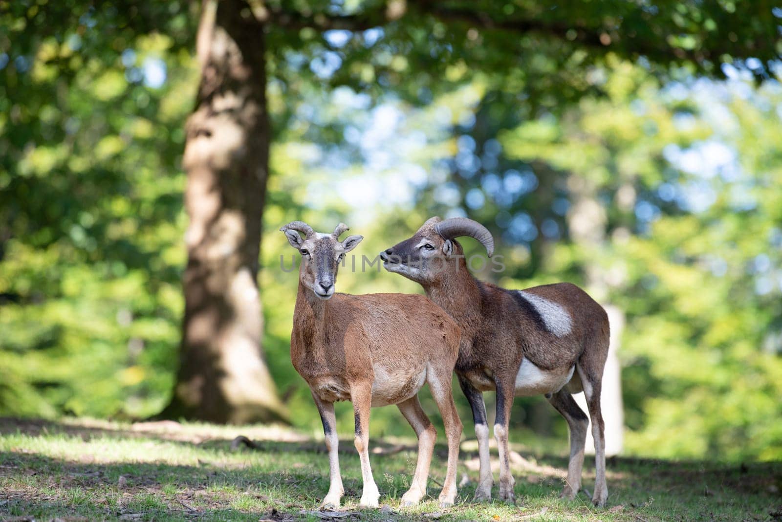 Mouflon with antlers in the forest, wildlife in the woodland, Ovis gmelini animal, wildlife habitat, wild goat