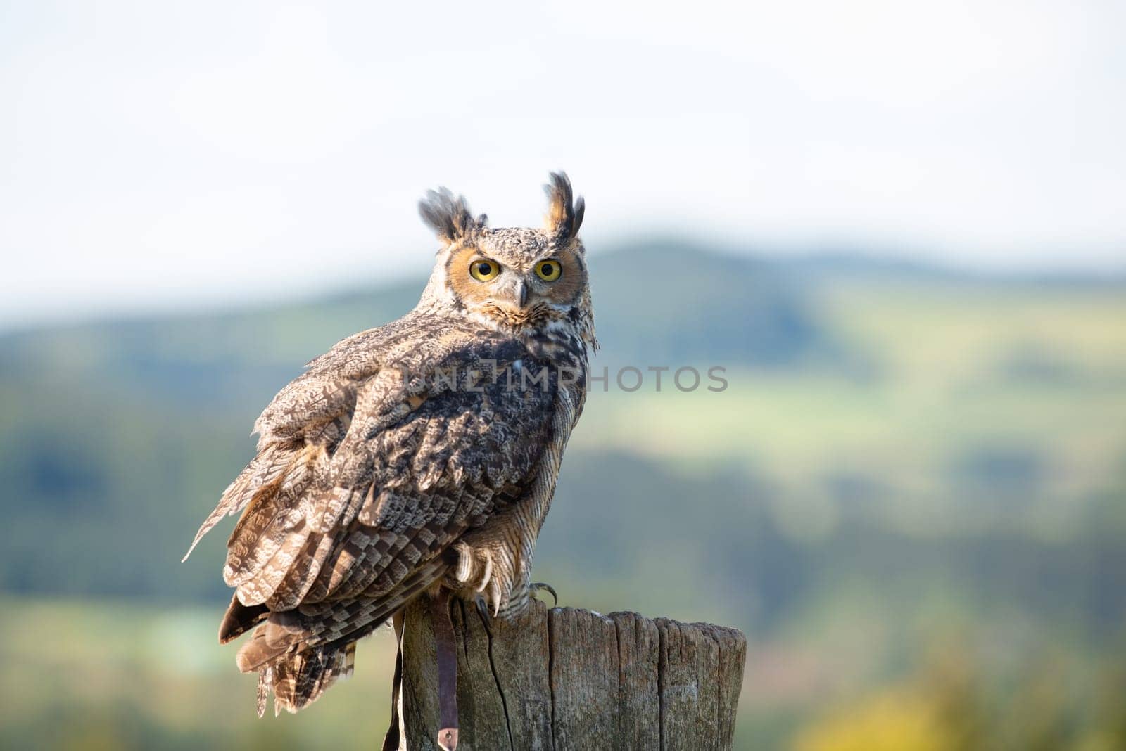 Great horned eagle owl, wildlife, raptor bird on a tree trunk, habitat, forest and meadow landscape