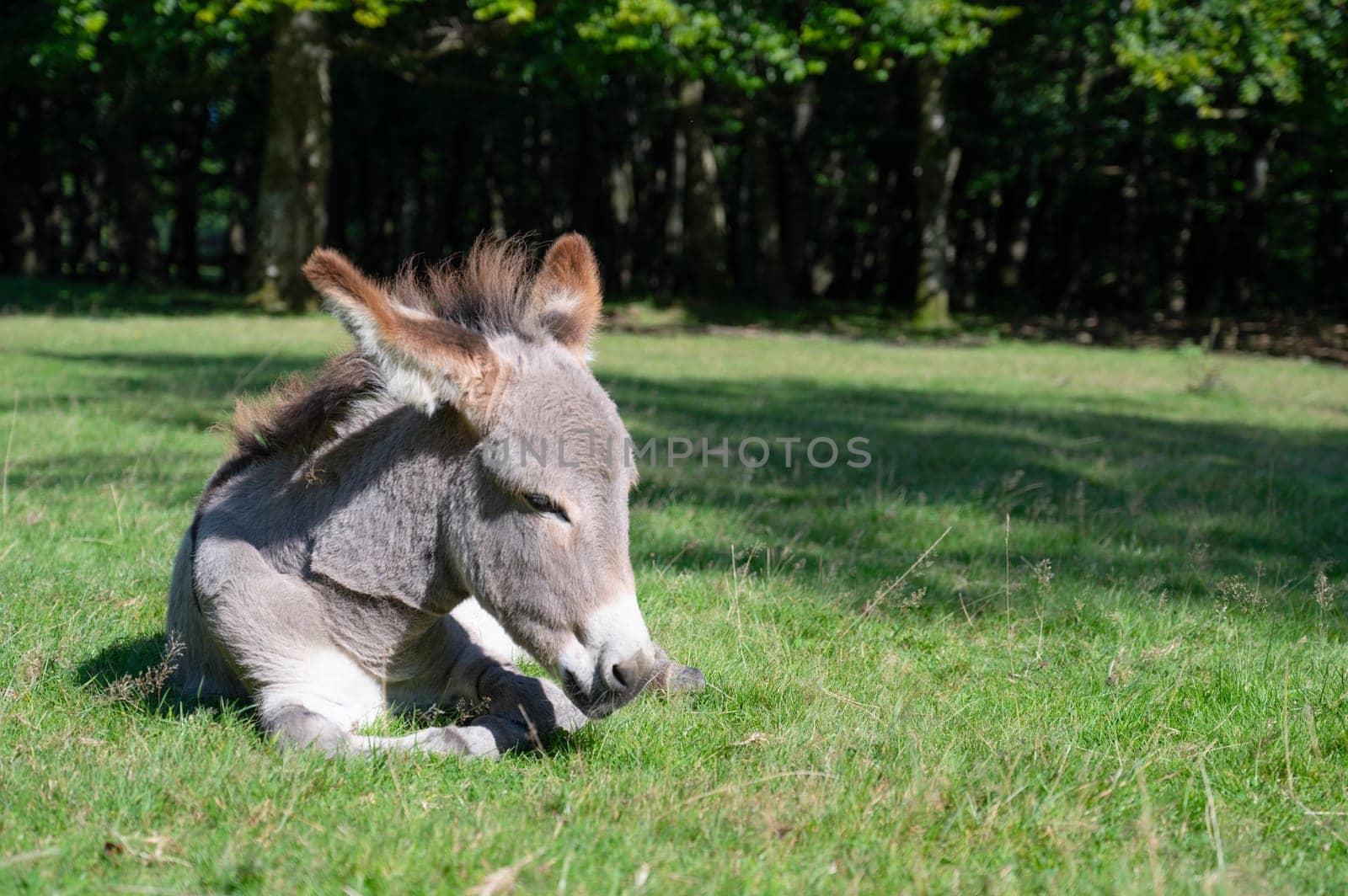 Donkey on a green meadow, forest with trees, foal animal on a farm, ass, domesticated equine