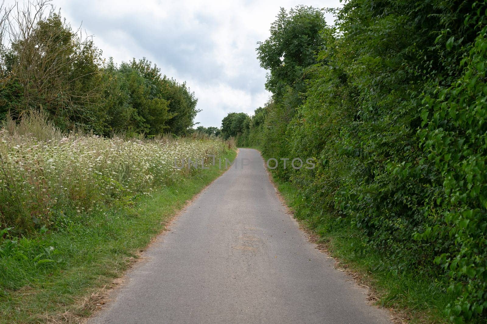Road throug forest in summer, green trees and meadow, path through deciduous trees, landscape