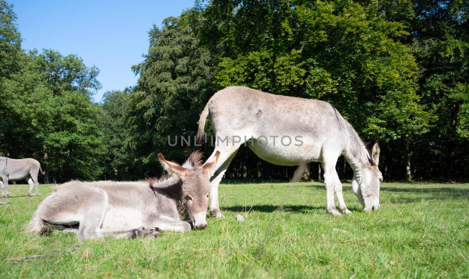 Donkey on a green meadow, forest with trees, foal with mother, animal on a farm, ass, domesticated equine