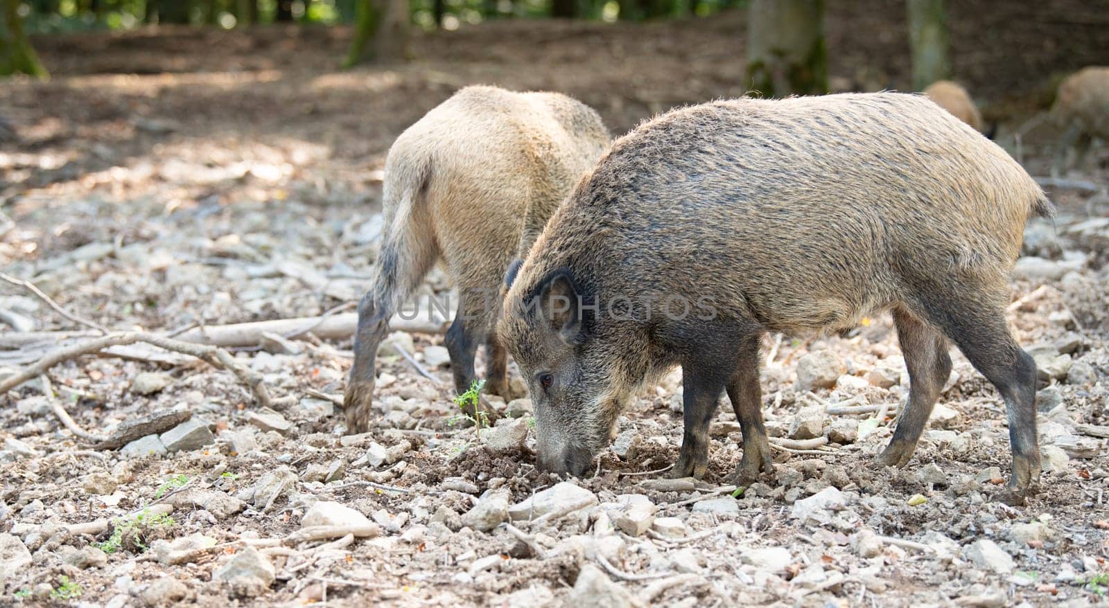 Wild boar in the forest, sus scrofa, swine or pig, wildlife in the woodland, animal in Europe