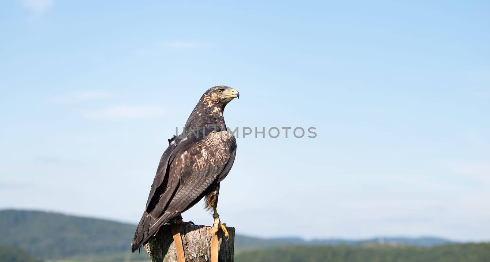 Black hawk, wildlife, raptor bird of prey on a tree trunk, habitat, forest and meadow landscape, Buteogallus anthracinus eagle
