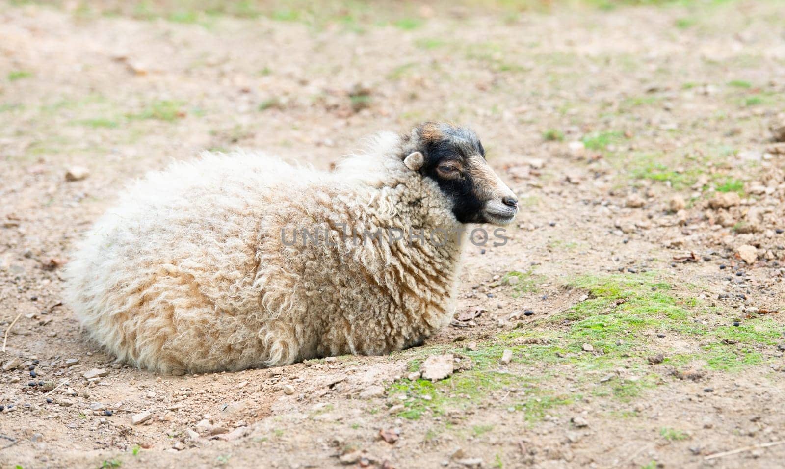 Sheep on a farm, livestock animal, stockbreeding, faming and agriculture