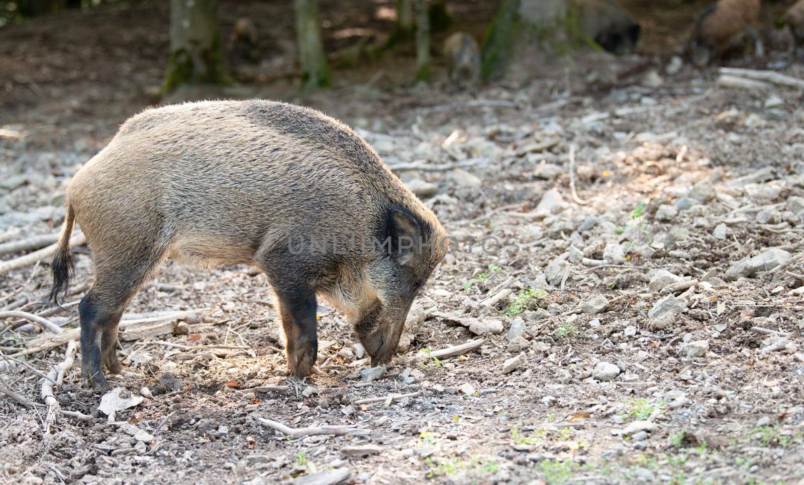 Wild boar in the forest, sus scrofa, swine or pig, wildlife in the woodland, animal in Europe