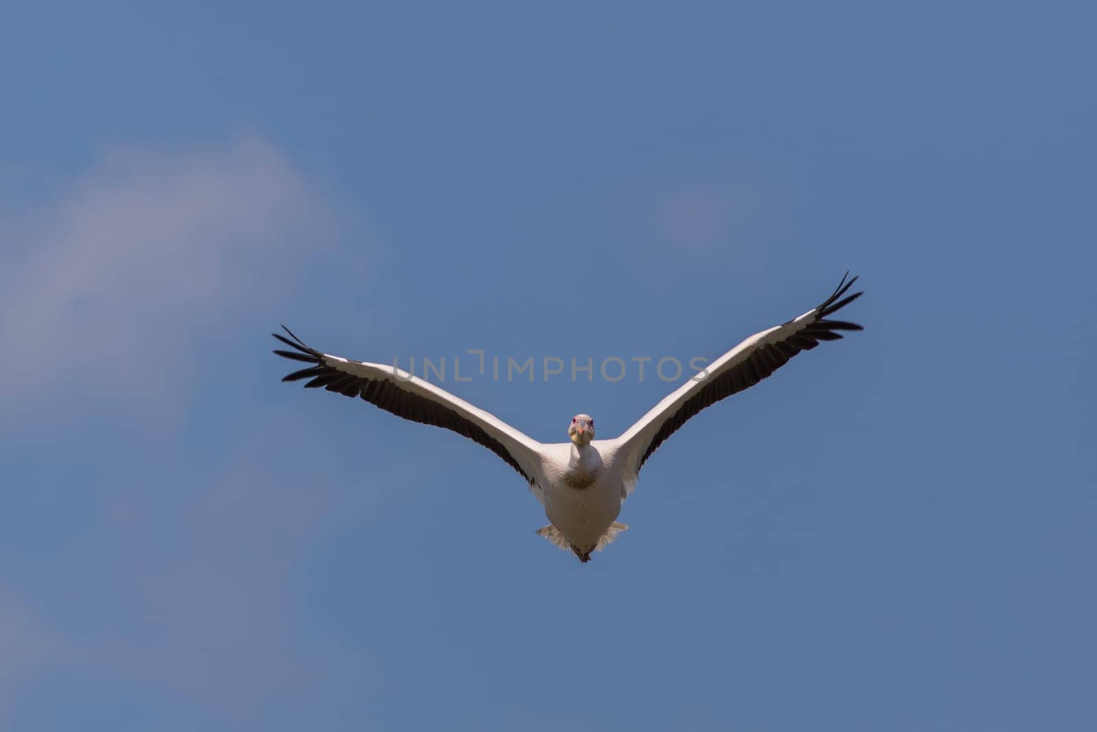 white pelican (pelecanus onocrotalus) in flight. Danube Delta, Romania