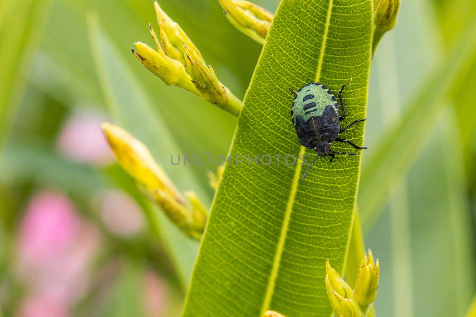 Green vegetable bug, Nezara viridula, in the garden