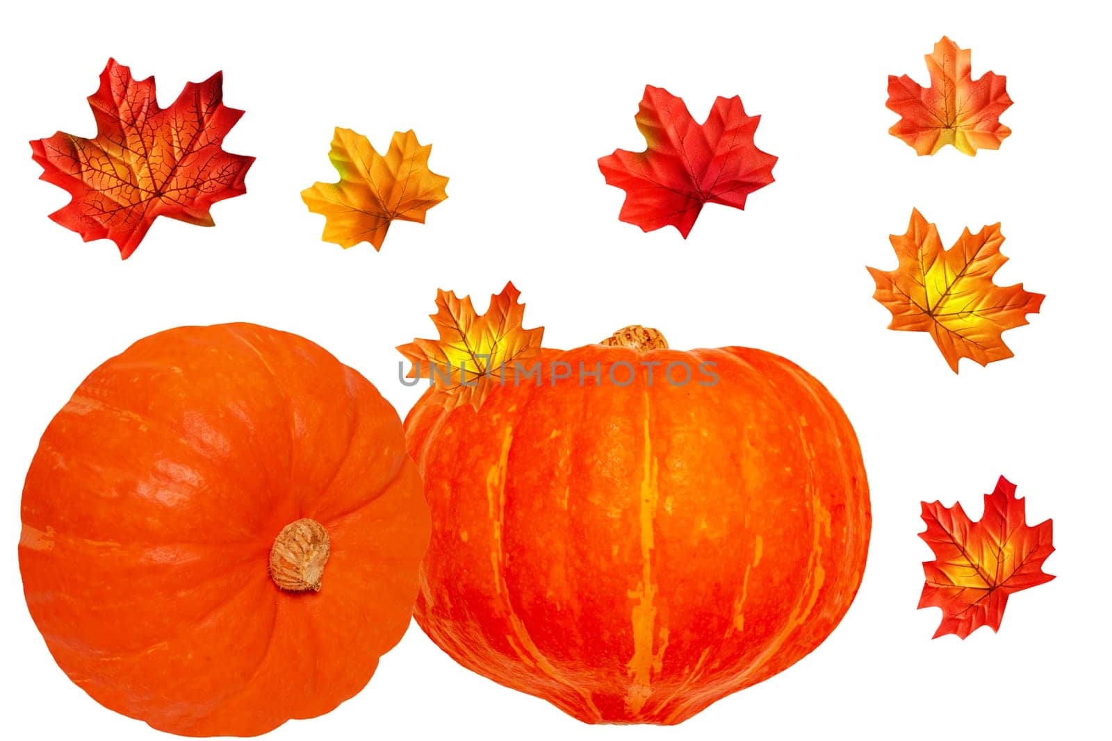 Pumpkins isolated. Two edible orange pumpkins with colourful autumn leaves isolated on a white background. Beginning of autumn and harvest. Healthy nutrition.
