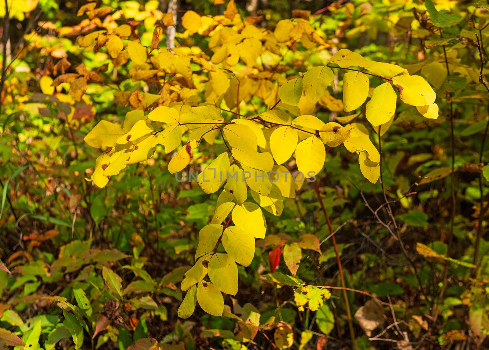Brilliant Yellows and Red Stems in the Fall on the Gunflint Trail in Minnesota