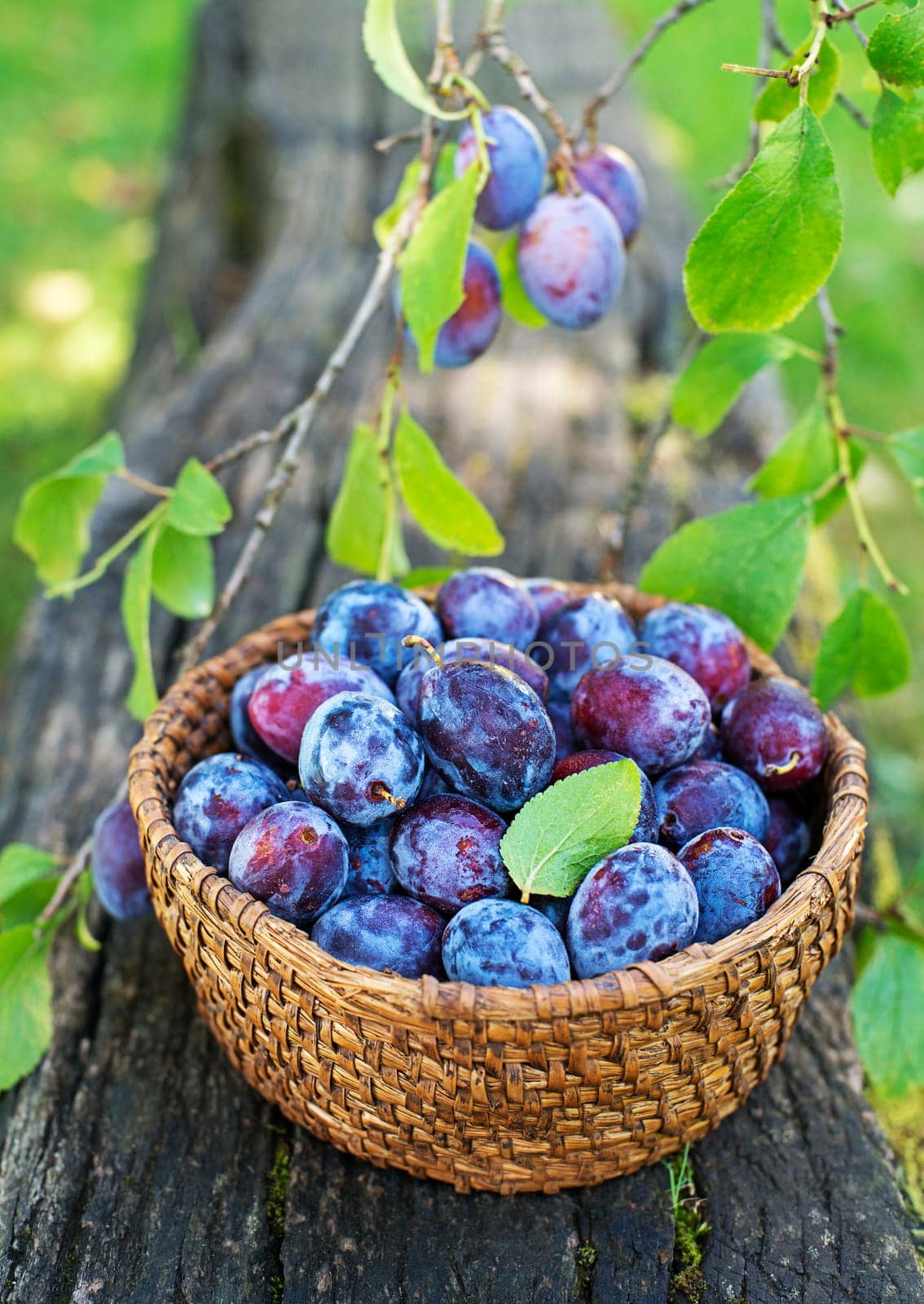 Picking plums into wicker basket from home garden. Autumn plum harvest in orchard