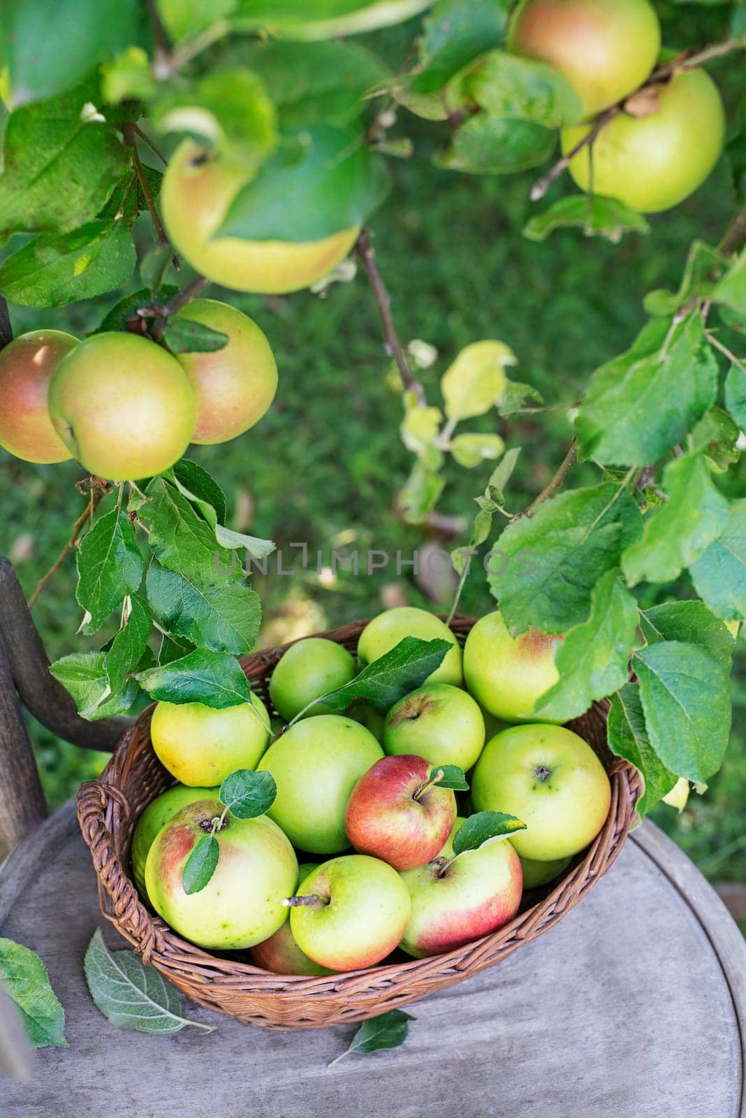 Basket of fresh apples in garden background. Harvest apple