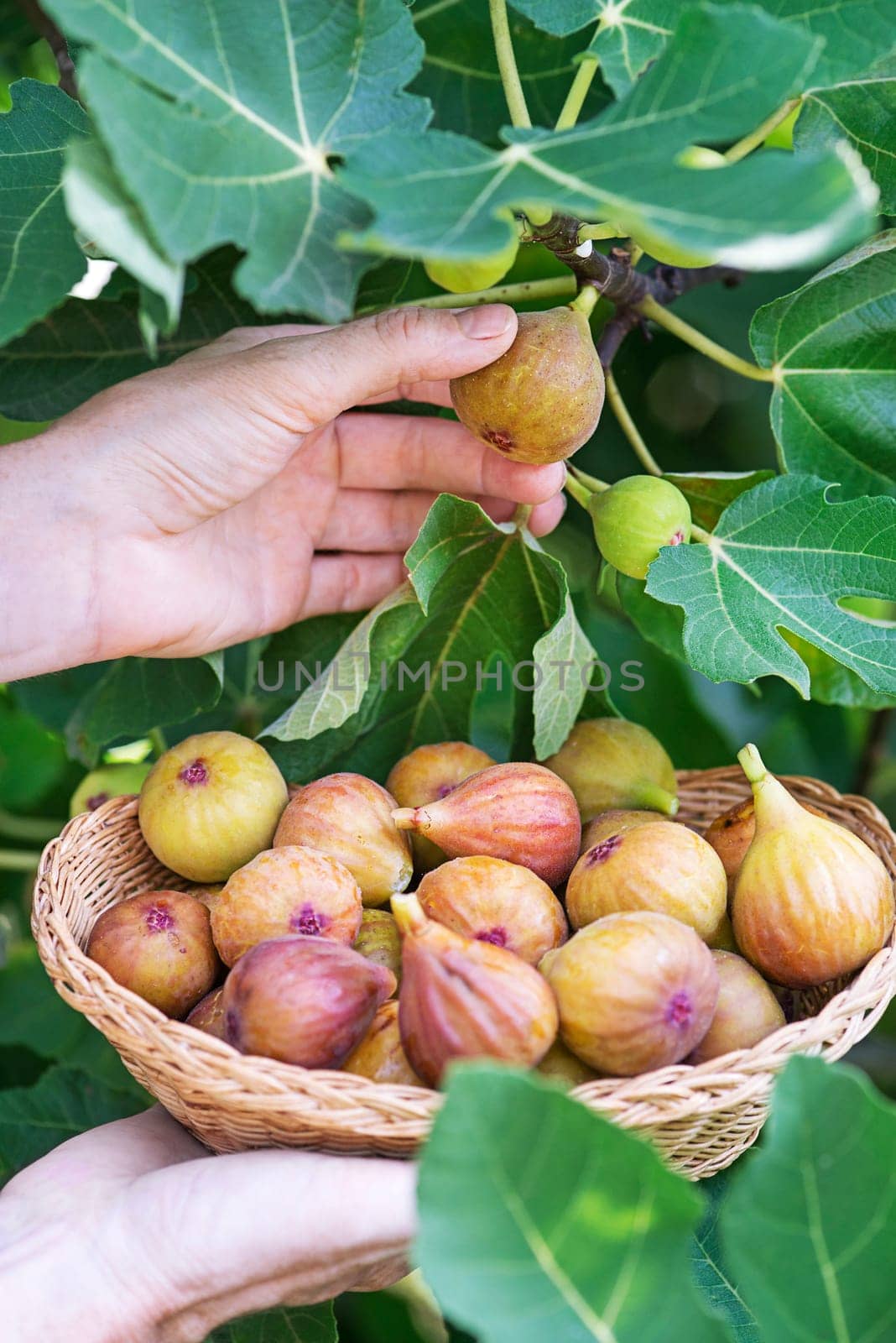 Woman hands picking figs fruit into basket growing on the branch fig tree in organic orchard