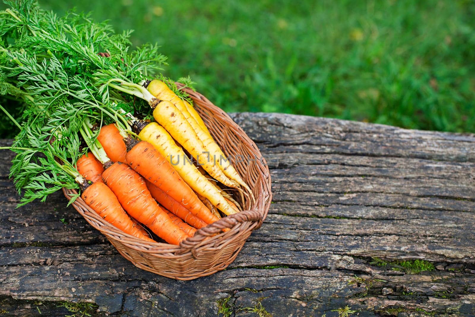 Bunch of organic carrot, freshly harvested in garden close up. Autumn harvest of vegetables, farming