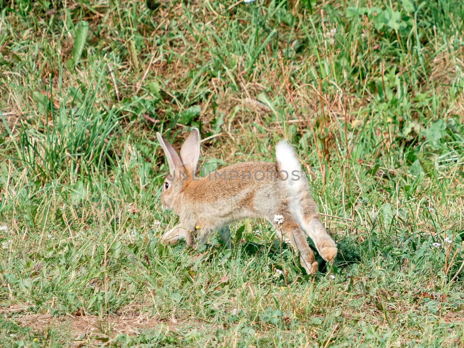 Young rabbit runs across meadow. Cute little rabbit or hare jumping outdoors. Adorable hopping bunny in grassland