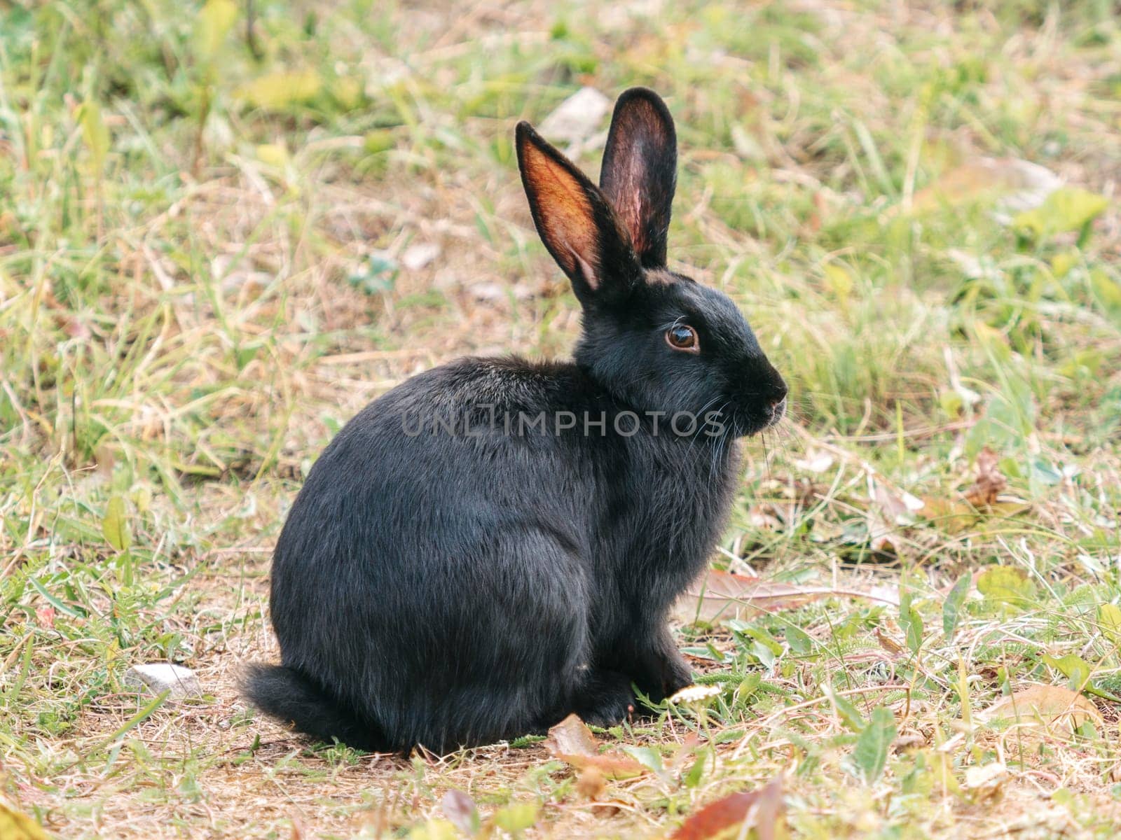 Cute black rabbit in grassland outdoors. The black rabbit, often color variant of domestic rabbits, has sleek dark fur. Black rabbits are friendly and social, making them popular pets