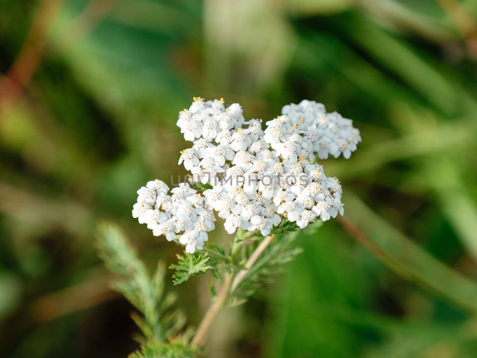 Milfoil flower of white color in the summer field. Achillea millefolium