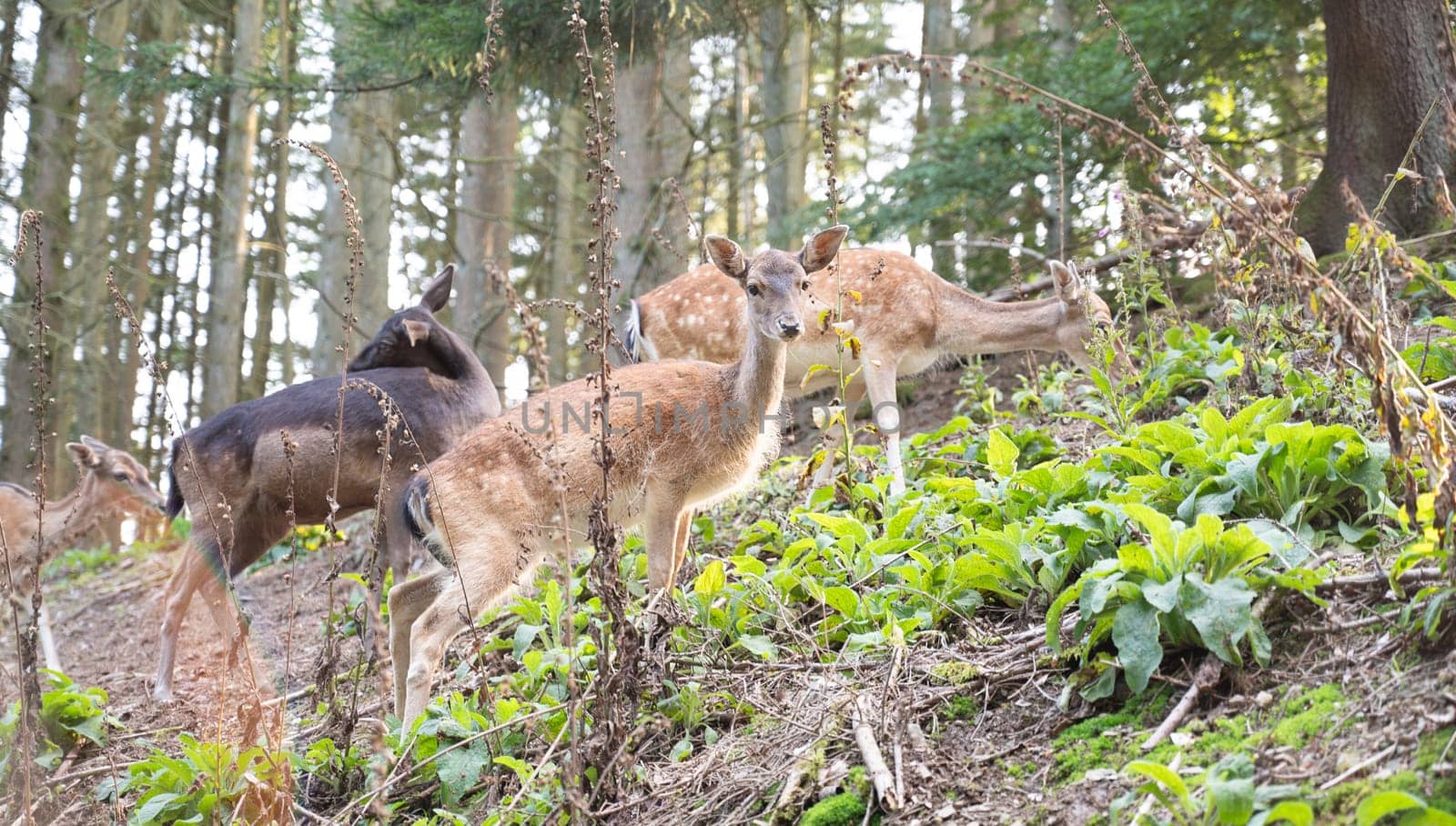 White tailed deer fawn in autumn forest, wildlife in the woodland
